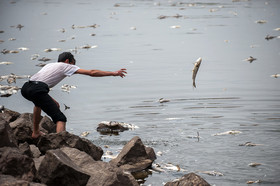 مرگ 2 میلیون ماهی در سد فشافویه